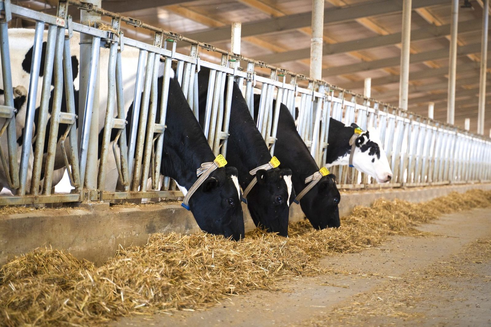 Eleven thousand cows, kept at twenty-five degrees